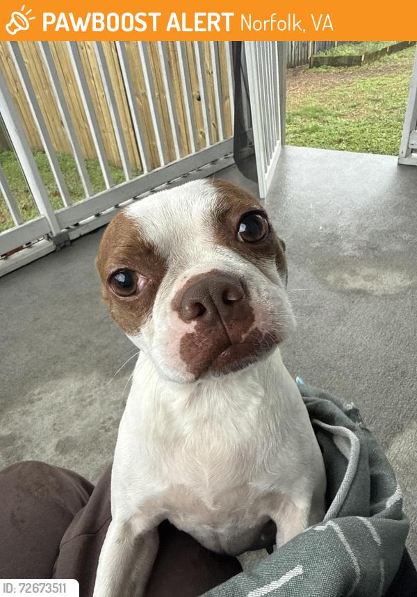 Found/Stray Female Dog last seen Chesapeake Boulevard, Norfolk, VA 23518