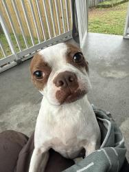 Found/Stray Female Dog last seen Chesapeake Boulevard, Norfolk, VA 23518