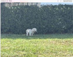 Found/Stray Unknown Dog last seen Strip of grass behind c that borders Village s at Bonaventure, Weston, FL 33326