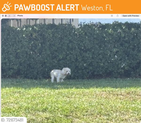 Found/Stray Unknown Dog last seen Strip of grass behind c that borders Village s at Bonaventure, Weston, FL 33326