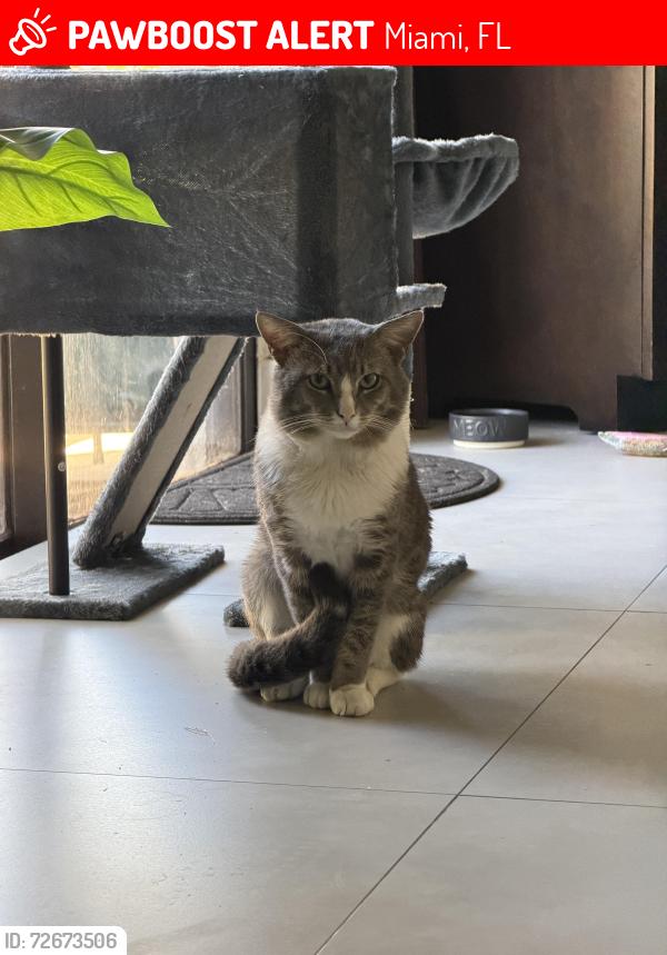 Lost Male Cat last seen Near nw 8th st, Miami, FL 33126