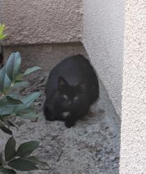 Found/Stray Unknown Cat last seen Avella apmt Complex, Irvine, CA 92618