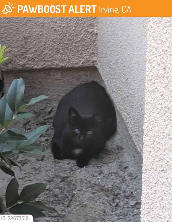 Found/Stray Unknown Cat last seen Avella apmt Complex, Irvine, CA 92618
