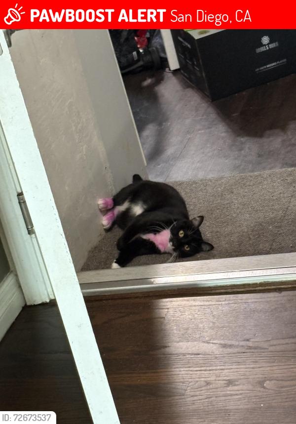 Lost Female Cat last seen College & El Cajon, San Diego, CA 92115