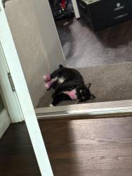 Lost Female Cat last seen College & El Cajon, San Diego, CA 92115