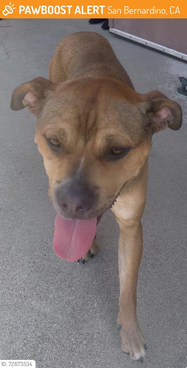 Found/Stray Male Dog last seen Little Mountain & Kendall, San Bernardino, CA 92405