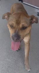 Found/Stray Male Dog last seen Little Mountain & Kendall, San Bernardino, CA 92405