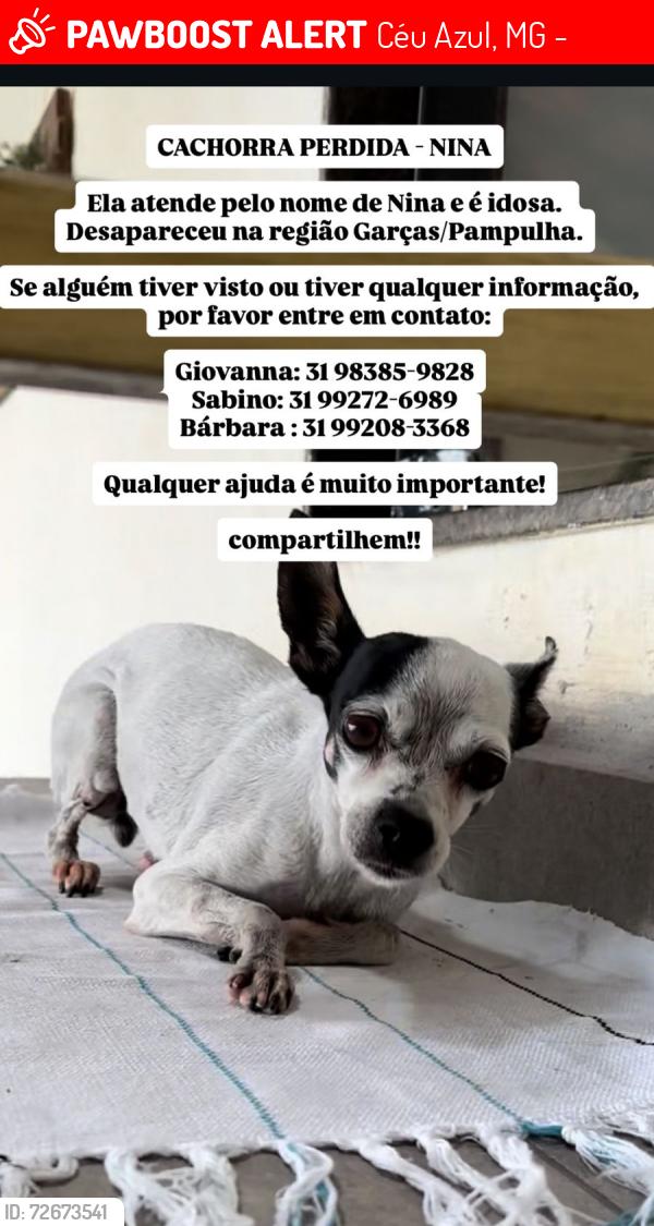Lost Female Dog last seen perto do supermercado BH da francisco negrao de lima, Céu Azul, MG 31545-150