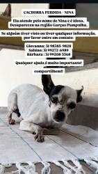 Lost Female Dog last seen perto do supermercado BH da francisco negrao de lima, Céu Azul, MG 31545-150