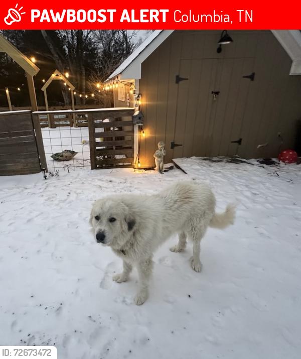 Lost Male Dog last seen US HWY 431 & Kedron, Columbia, TN 38401