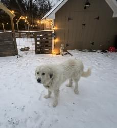 Lost Male Dog last seen US HWY 431 & Kedron, Columbia, TN 38401
