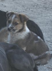 Lost Male Dog last seen 248th , Los Angeles County, CA 93563