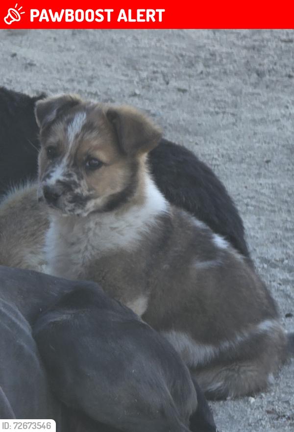 Lost Male Dog last seen 248th , Los Angeles County, CA 93563