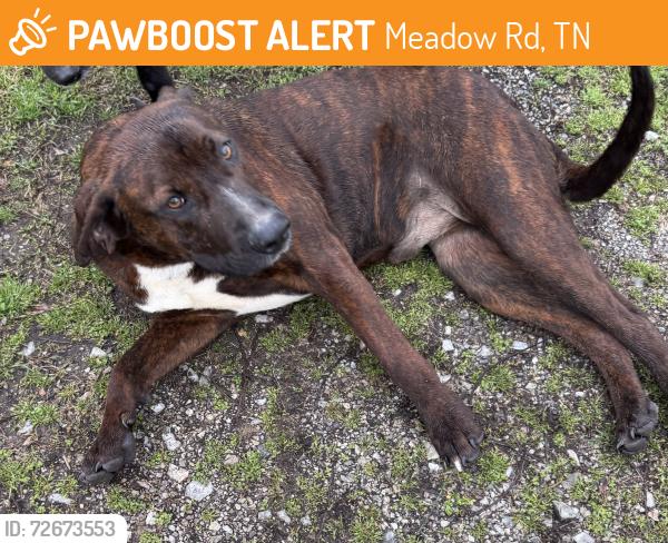Found/Stray Male Dog last seen Perkle Rd, Meadow Rd, TN 37801