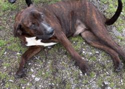 Found/Stray Male Dog last seen Perkle Rd, Meadow Rd, TN 37801