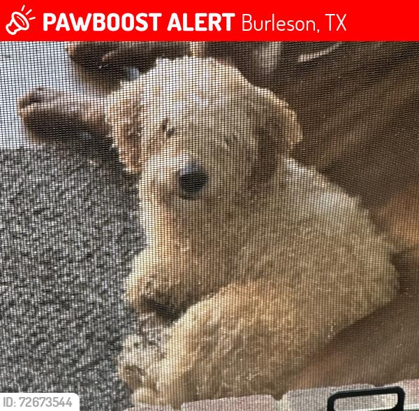 Lost Male Dog last seen Vaden/Brown, Burleson, TX 76028