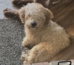 Lost Male Dog last seen Vaden/Brown, Burleson, TX 76028