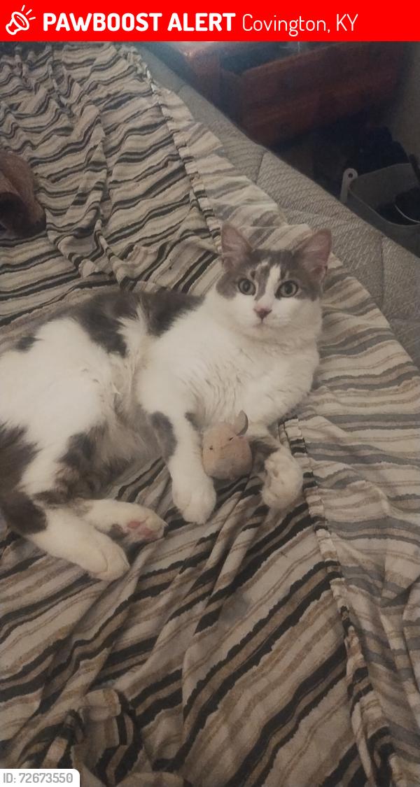 Lost Male Cat last seen Western and Louis , Covington, KY 41011