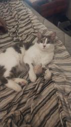 Lost Male Cat last seen Western and Louis , Covington, KY 41011