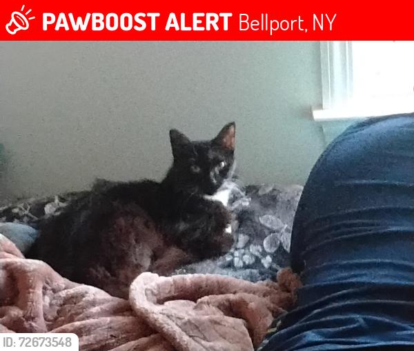 Lost Female Cat last seen Carver rd , Bellport, NY 11713
