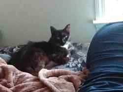 Lost Female Cat last seen Carver rd , Bellport, NY 11713