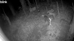 Found/Stray Unknown Dog last seen Bose Ave , Rock Hill, SC 29732