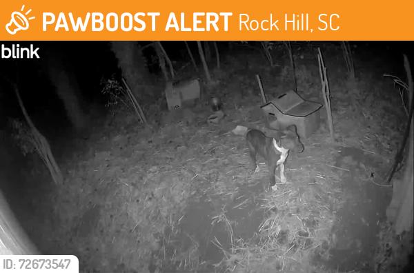 Found/Stray Unknown Dog last seen Bose Ave , Rock Hill, SC 29732