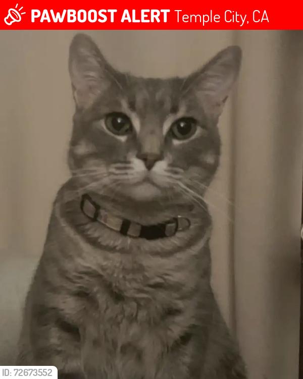 Lost Female Cat last seen Primrose ave , Temple City, CA 91780