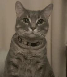 Lost Female Cat last seen Primrose ave , Temple City, CA 91780