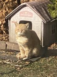 Found/Stray Unknown Cat last seen Near and campbell area, Madison Heights, MI 48071