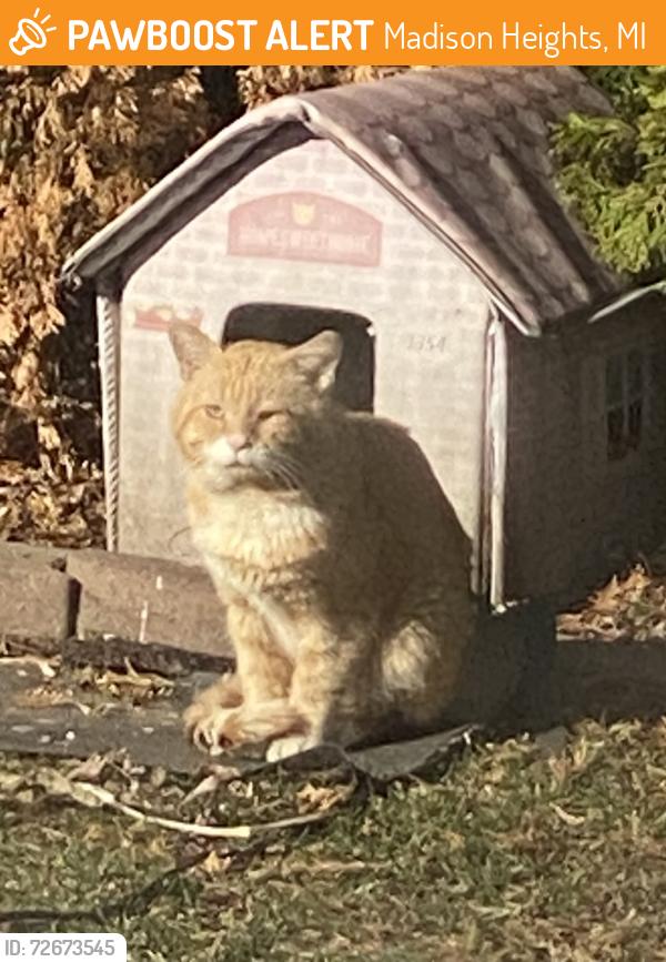 Found/Stray Unknown Cat last seen Near and campbell area, Madison Heights, MI 48071