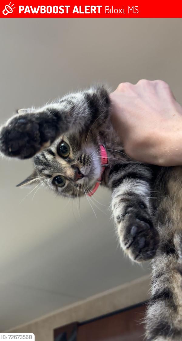 Lost Female Cat last seen Near Atkinson Rd Keesler Fam Camp, Biloxi, MS 39531