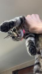 Lost Female Cat last seen Near Atkinson Rd Keesler Fam Camp, Biloxi, MS 39531