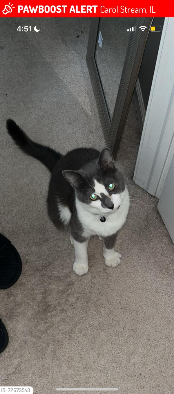Lost Male Cat last seen fountain view by the carol stream park district, Carol Stream, IL 60188