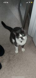 Lost Male Cat last seen fountain view by the carol stream park district, Carol Stream, IL 60188