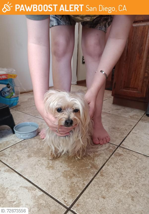 Found/Stray Male Dog last seen Martha and Christine Street, San Diego, CA 92117