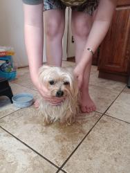 Found/Stray Male Dog last seen Martha and Christine Street, San Diego, CA 92117