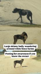 Found/Stray Male Dog last seen 20th street west & Avenue O, Palmdale, CA 93551