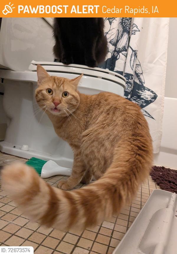 Found/Stray Male Cat last seen Near apmts at the retreat on 6th , Cedar Rapids, IA 52404