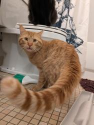 Found/Stray Male Cat last seen Near apmts at the retreat on 6th , Cedar Rapids, IA 52404