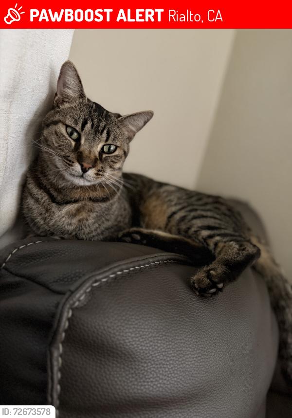 Lost Male Cat last seen Foothill and cedar or Etiwanda and larch , Rialto, CA 92376