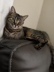 Lost Male Cat last seen Foothill and cedar or Etiwanda and larch , Rialto, CA 92376