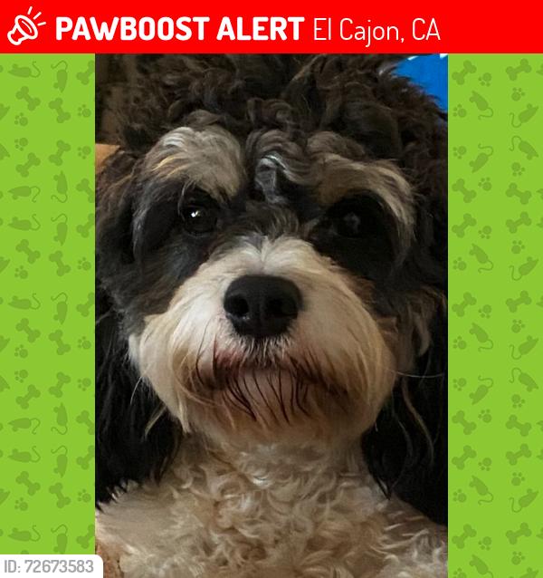 Lost Male Dog last seen Hillsdale Rd,  Newark Valhalla High School, El Cajon, CA 92020
