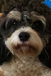 Lost Male Dog last seen Hillsdale Rd,  Newark Valhalla High School, El Cajon, CA 92020