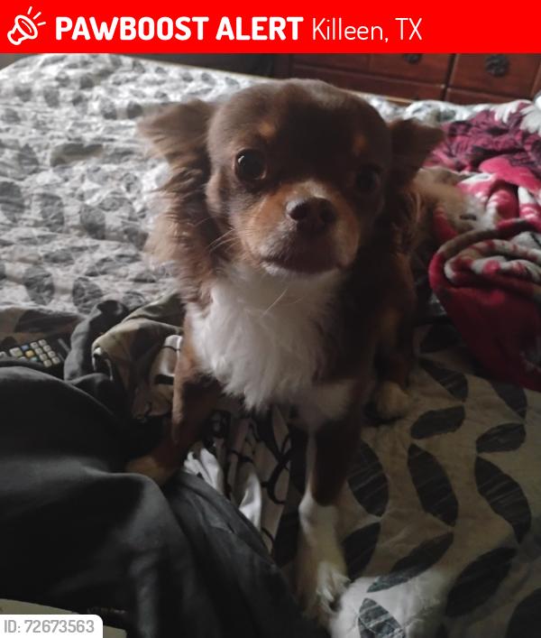 Lost Male Dog last seen Roy Reynolds and westcliff , Killeen, TX 76543