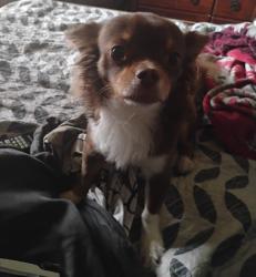 Lost Male Dog last seen Roy Reynolds and westcliff , Killeen, TX 76543