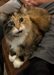 Lost Female Cat last seen Lantana and 3rd, Palm Beach County, FL 33467