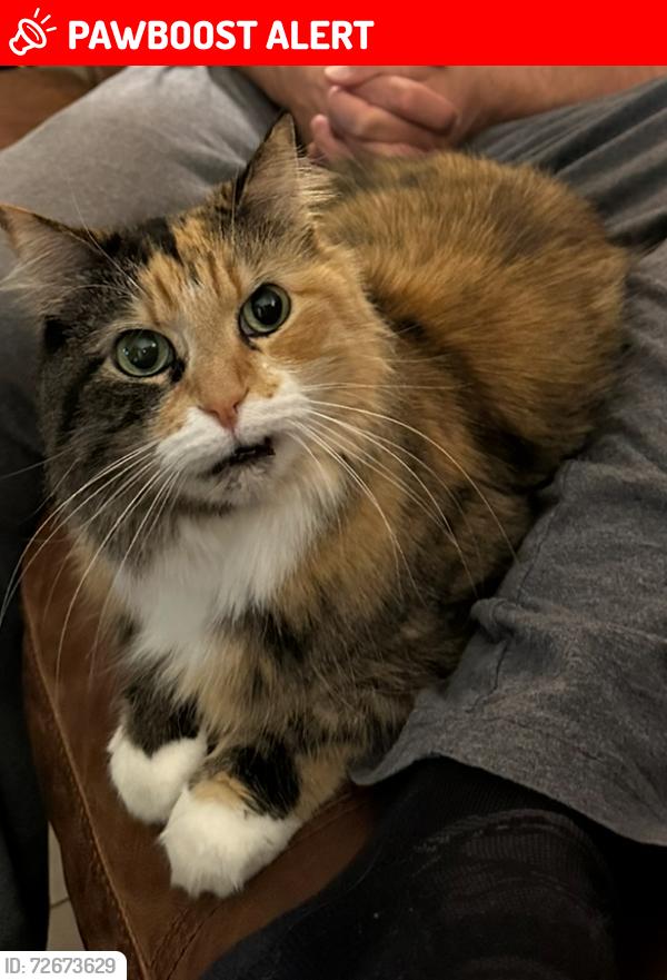 Lost Female Cat last seen Lantana and 3rd, Palm Beach County, FL 33467