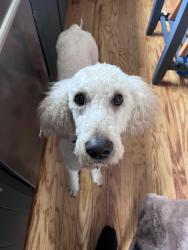 Lost Male Dog last seen Berwyn and Washtenaw, Chicago, IL 60625