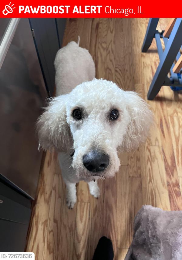 Lost Male Dog last seen Berwyn and Washtenaw, Chicago, IL 60625